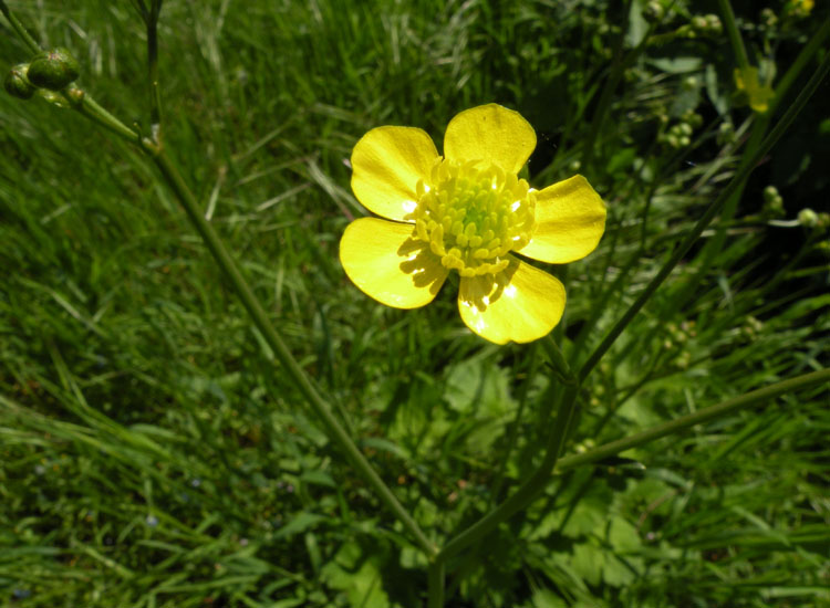 Ranunculus cfr. velutinus